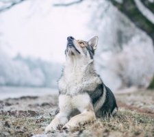 Volkosob куче порода описание, снимки, ревюта цена кученца