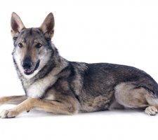 Volkosob куче порода описание, снимки, ревюта цена кученца