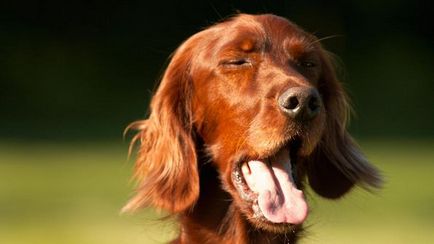 Куче грухтене носа - това е запушен нос на куче - какво да правя