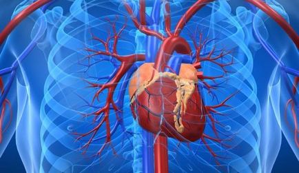 Структура и функция на сърцето