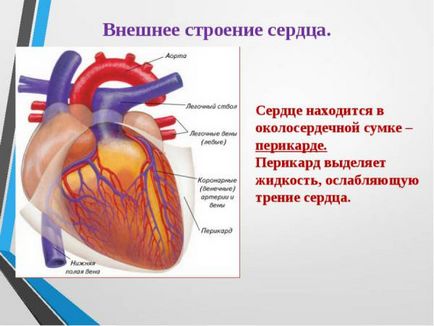 Структурата на човешкото сърце, неговата стени, функция и кръвообращението