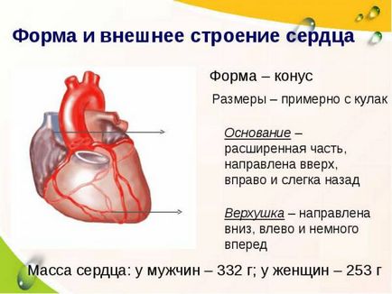 Структурата на човешкото сърце, неговата стени, функция и кръвообращението
