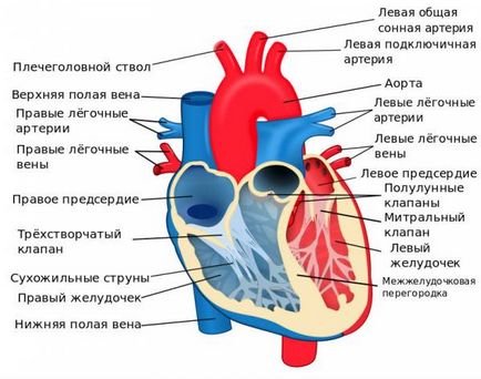 Структурата на човешкото сърце, неговата стени, функция и кръвообращението