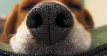 Суха носа при кучета води, третиране на студено и напукана носа