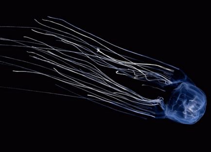 Тези различни медузи - медузи, морски животни, безгръбначни, опасни медузи