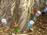 Унищожаване на дървета препарати, хербициди, методи; химически унищожаване на дървета, съвети -
