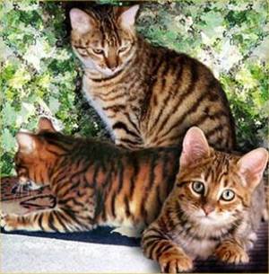 Усури снимки на котки, котка поява Усури порода котки, историята външни характеристики