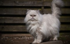 Усури котка порода описание, цена и снимки