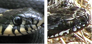 Змии и ехидни Как да се различи