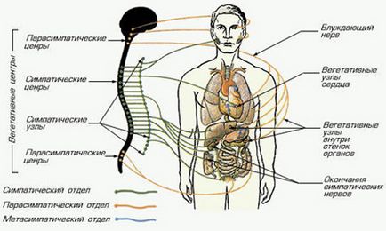 Структурата на автономната нервна система и функцията