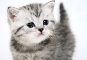 Избор на британска късокосместа коте как, къде и колко; мнения за естеството на котки