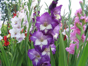 Отглеждане Gladiolus у дома, съвети за начинаещи