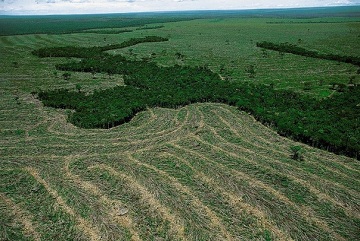 Обезлесяването - проблем на цялото човечество на околната среда