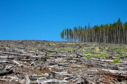 Обезлесяването - горски въпроси