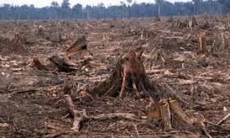 Обезлесяването - горски въпроси