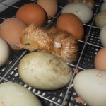 Определяне на пилета в инкубатор в домашно видео околната среда