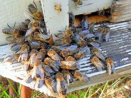 Кражба на пчели този вид феномен, неговите причини и как да се справят с него