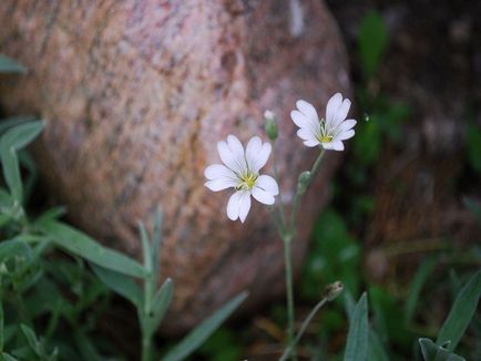 Звездица (tserastium) снимки и видове, засаждане и грижи за растенията