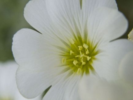 Звездица (tserastium) снимки и видове, засаждане и грижи за растенията