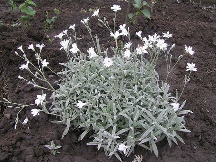 Звездица (tserastium) снимки и видове, засаждане и грижи за растенията