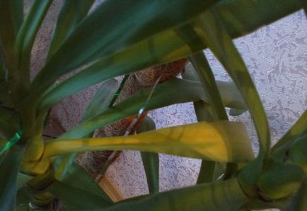 Yucca листата пожълтяват основните причини, фото и видео