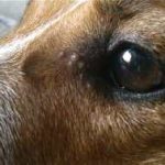 Кожни заболявания при кучета симптоми и лечение със снимки и имена под формата на акне, атопичен дерматит