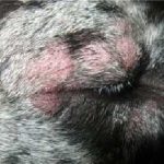 Кожни заболявания при кучета симптоми и лечение със снимки и имена под формата на акне, атопичен дерматит