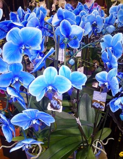 Riddle синьо Phalaenopsis