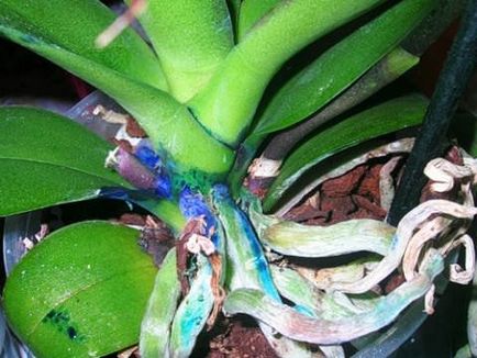 Riddle синьо Phalaenopsis