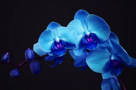 Riddle синьо Phalaenopsis