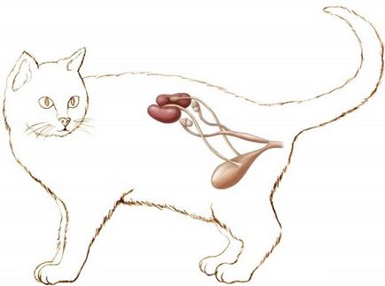 Анализ котка урина