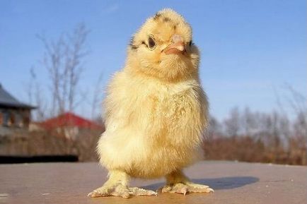 антибиотични пилета антибиотични пилета