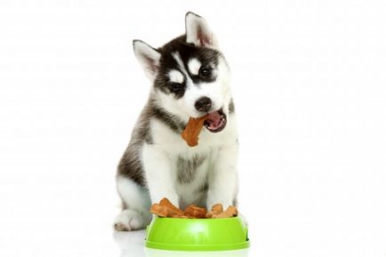 Как да се хранят правилно кученце
