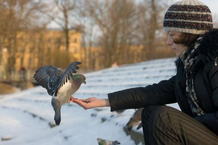 Пилетата са хранени гълъби