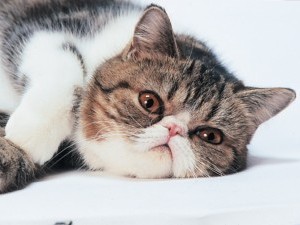 Порода екзотични късокосмести котки Порода екзотични късокосмести котки