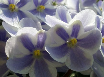 Как да се размножават Violet Как да се размножават Violet