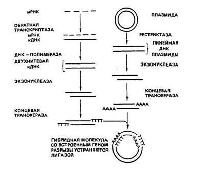 Защо генното инженерство Защо генното инженерство