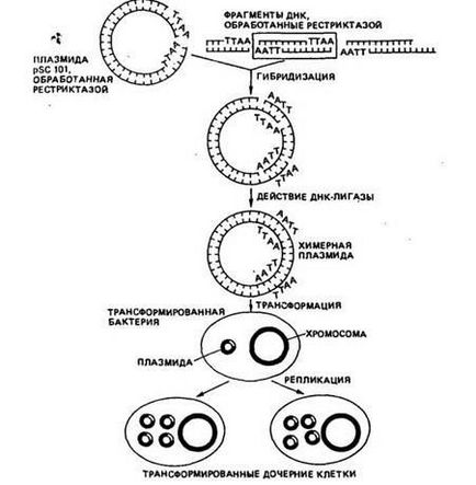 Защо генното инженерство Защо генното инженерство