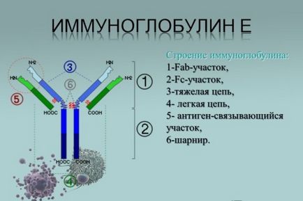 общ IgE какво е