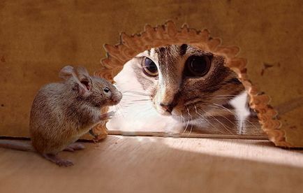 Как да се отървем от мишки