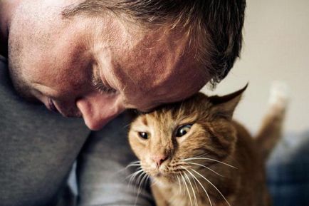 Които лекуват котки Които лекуват котки