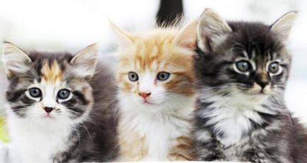 Които лекуват котки Които лекуват котки