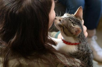 Които лекуват котки