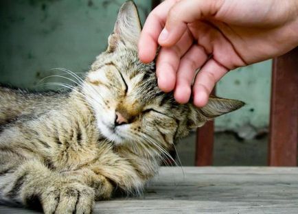 Които лекуват котки Които лекуват котки