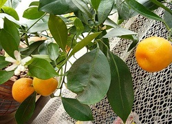 Как да се засадят вкъщи мандарина