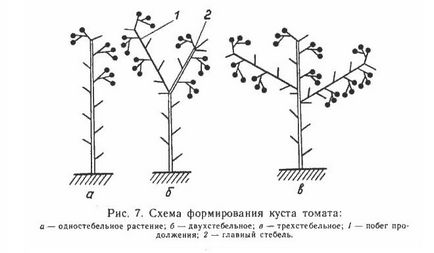 Как щипка домати в оранжерията