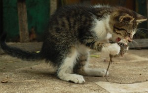Как да се хранят котката, суха котешка храна, естествена храна за котки, всичко за котки