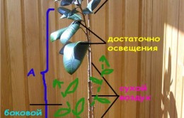 Ficus реколтата си