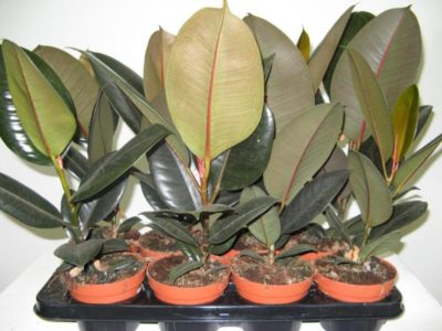 Ficus реколтата си