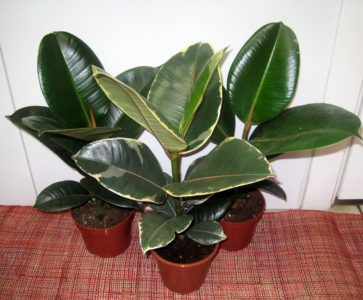 Ficus реколтата си